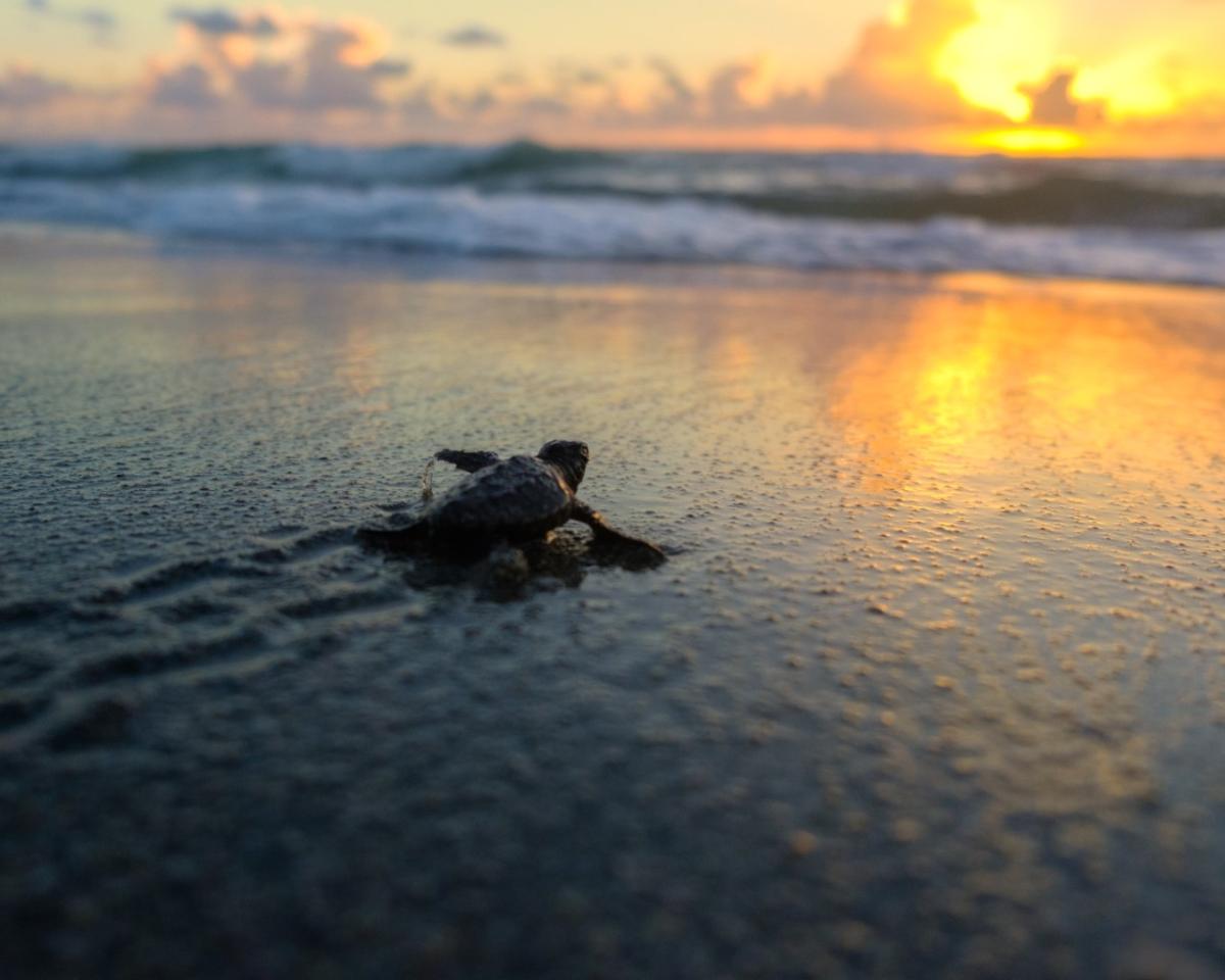 Meeresschildkröte bei Sonnenaufgang